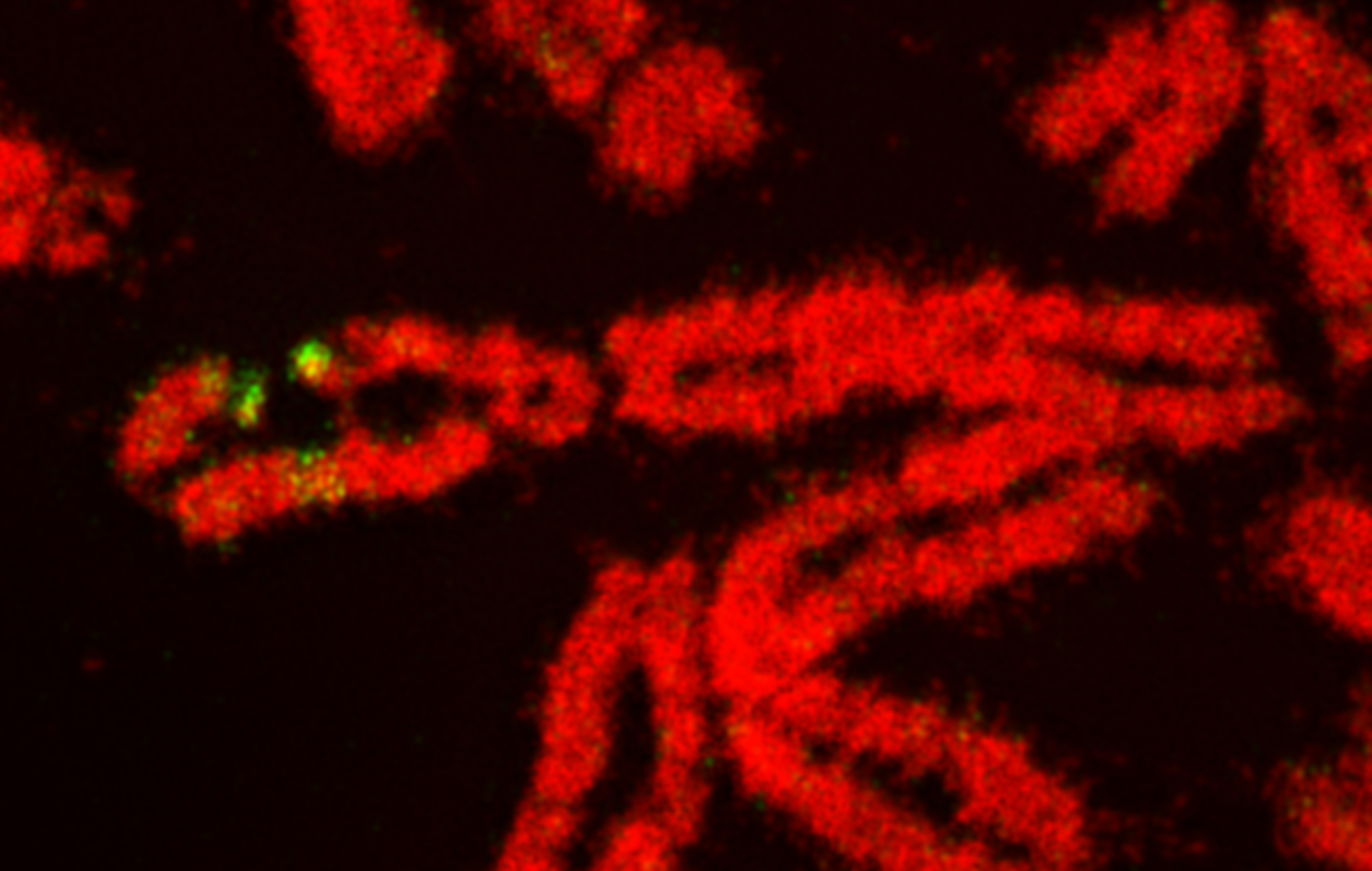 DNA Replication Dynamics